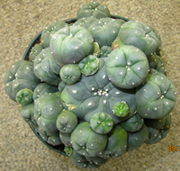 L.Williamsii var. caespitosa 15 to 16cm